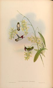 Selasphorus heloisa = Atthis heloisae de John Gould